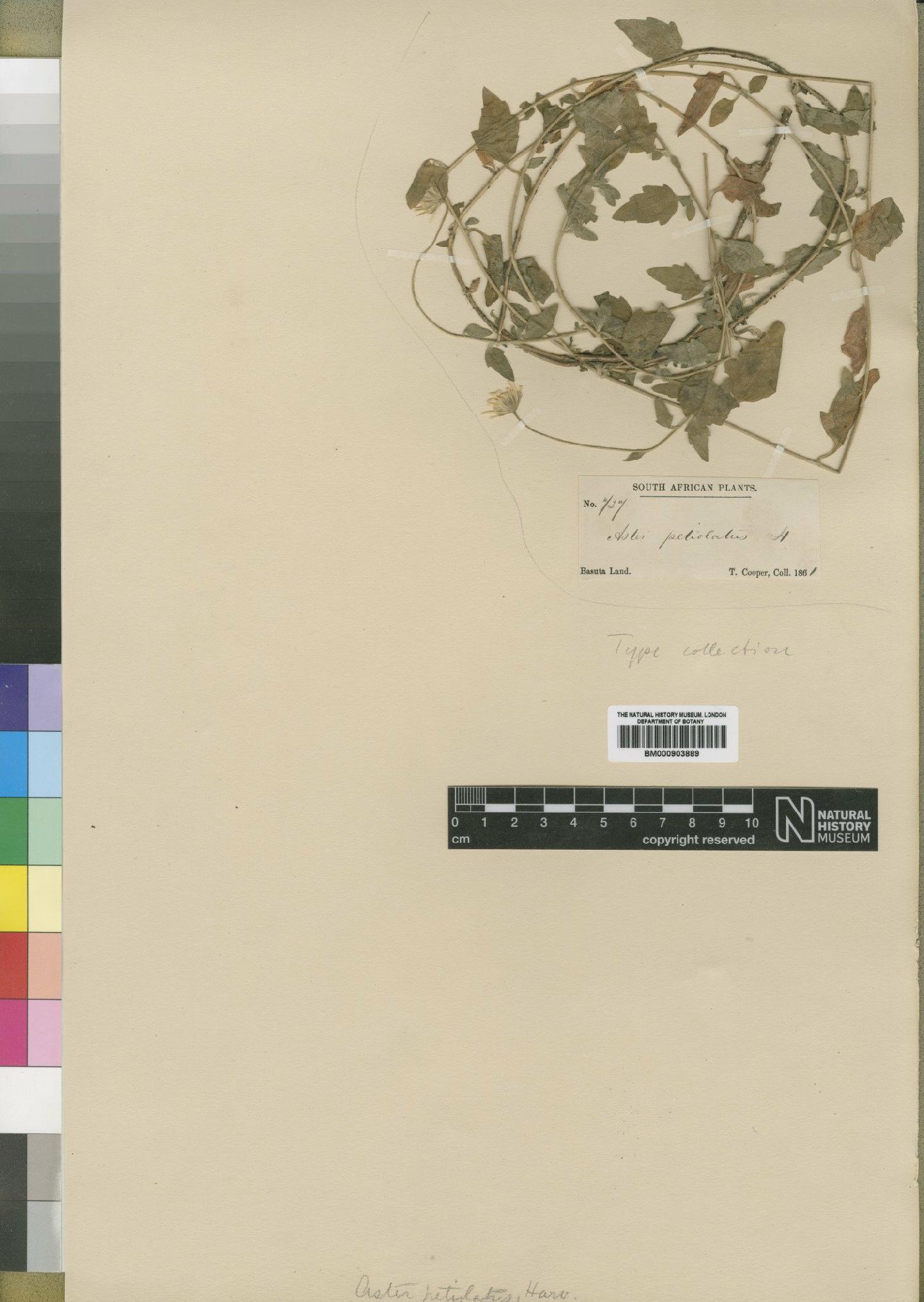 To NHMUK collection (Felicia petiolata (Harv.) N.E.Br.; Type; NHMUK:ecatalogue:4528937)