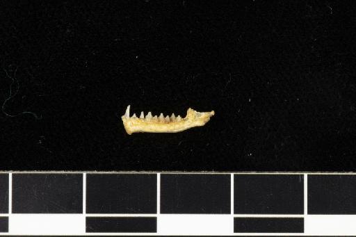 Rhinolophus chaseni Sanborn, 1939 - 1921_10_8_3-Rhinolophus_chaseni-Type-Skull-left_mandible-lateral