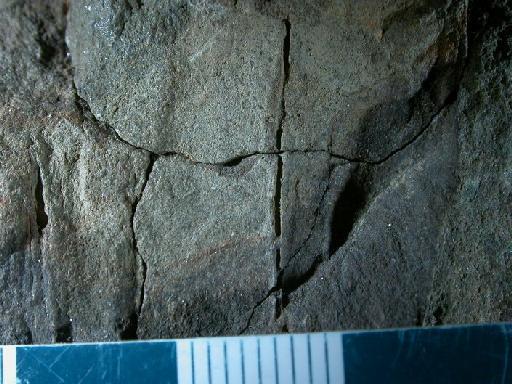 Archaeoconularia slateri - CL 225. Archaeoconularia slateri (detail)