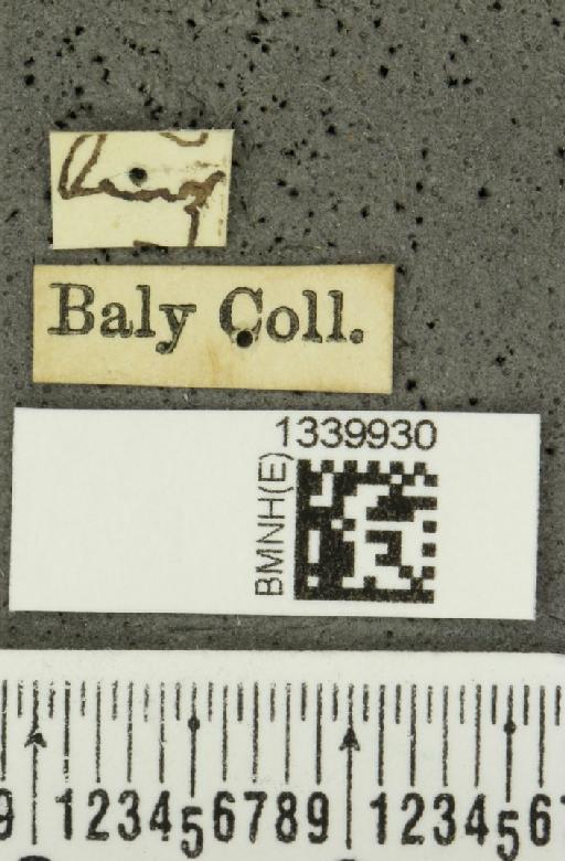 Aristobrotica angulicollis (Erichson, 1848) - BMNHE_1339930_label_23209