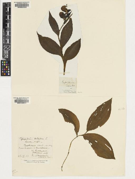 Cypripedium calceolus L. - BM000625334