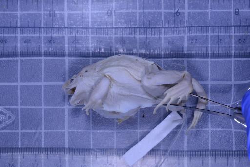 Glyphoglossus brooksii - 1947.2.10.79-pic3