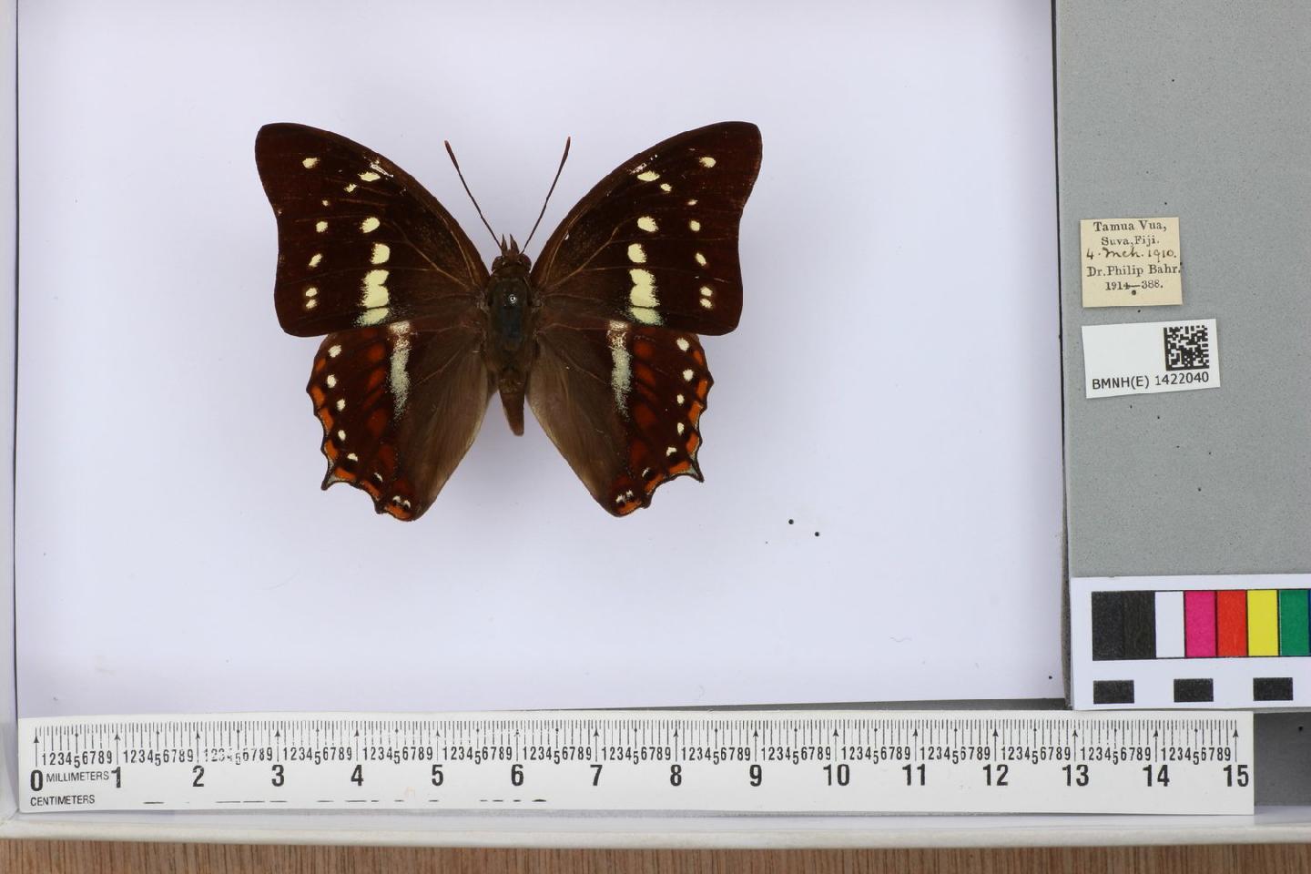 Polyura caphontis thumbnail