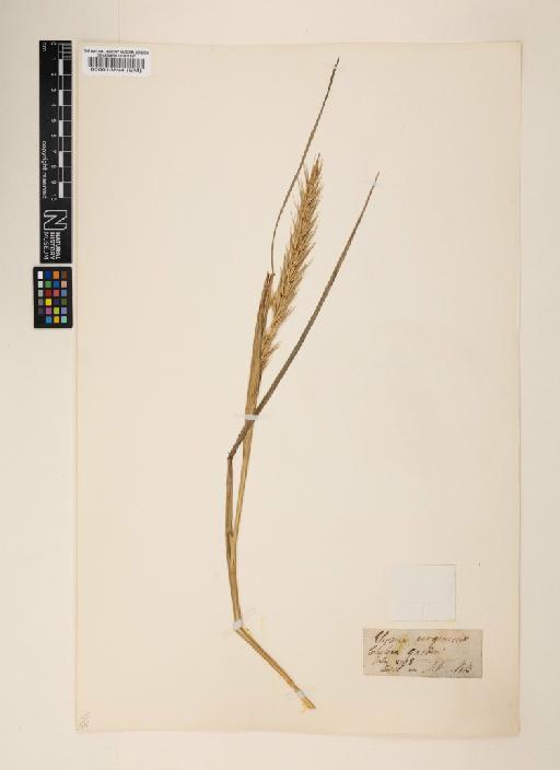 Elymus virginicus L. - 000013894