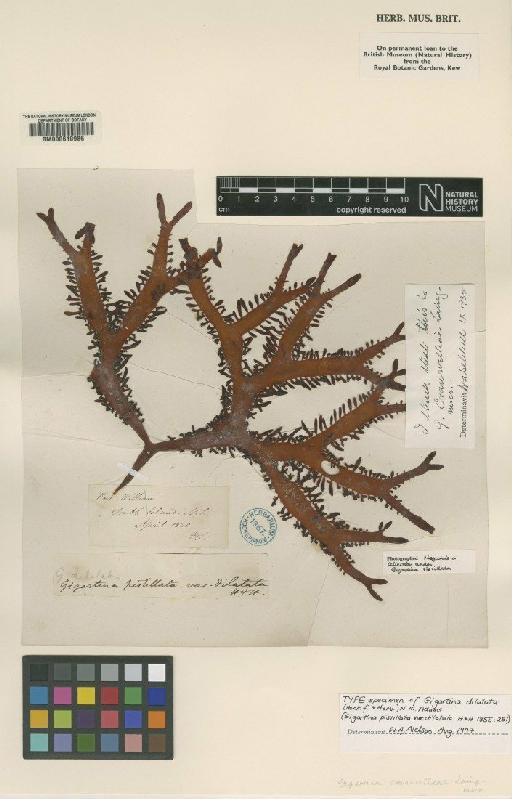 Gigartina dilatata (Hook.f. & Harv.) N.M.Adams - BM000610986