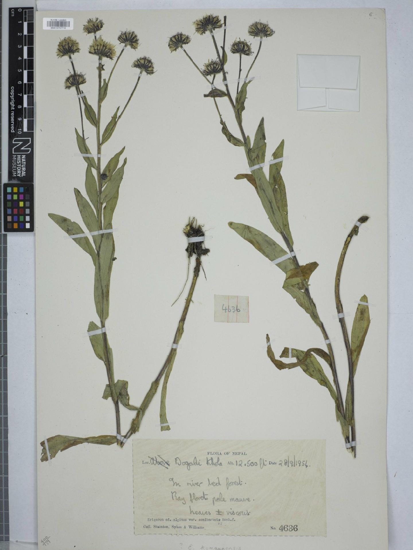 To NHMUK collection (Erigeron kumaunensis (Vierh) Wendelbo; NHMUK:ecatalogue:9152005)