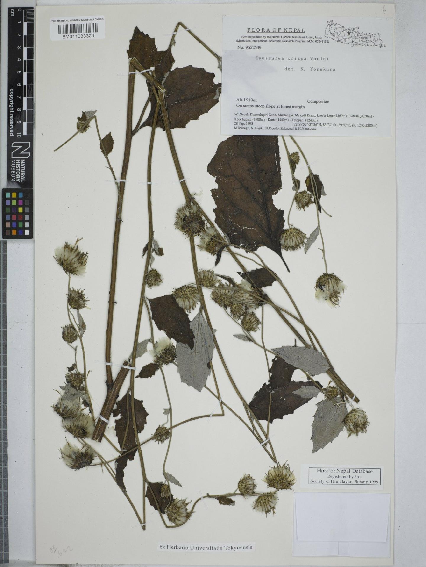 To NHMUK collection (Saussurea crispa Vaniot; NHMUK:ecatalogue:9156950)