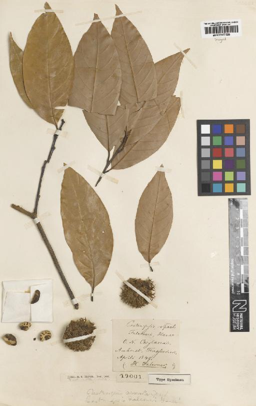Castanopsis armata Spach - BM000907528