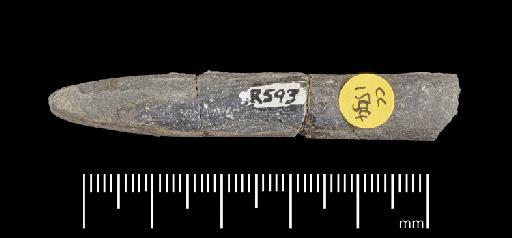 Simpsonibelus expansus (Simpson) - PI CC 1554 - belemnite