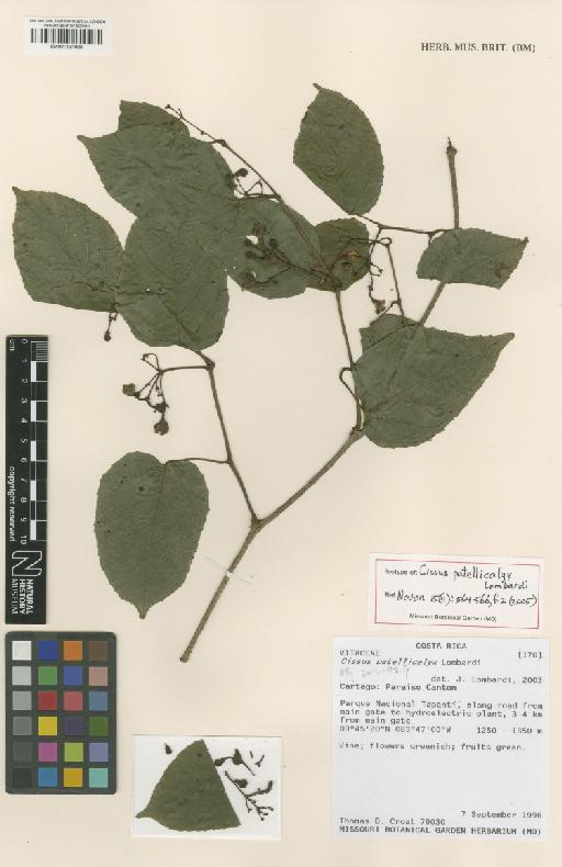 Cissus patellicalyx Lombardi - BM001134985