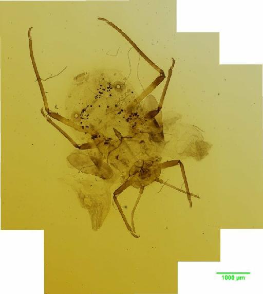 Tuberolachnus salignus Gmelin, J.F., 1790 - 010122163__2015_10_12