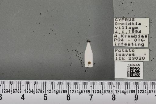 Liriomyza huidobrensis (Blanchard, E.E., 1926) - BMNHE_1486399_50472