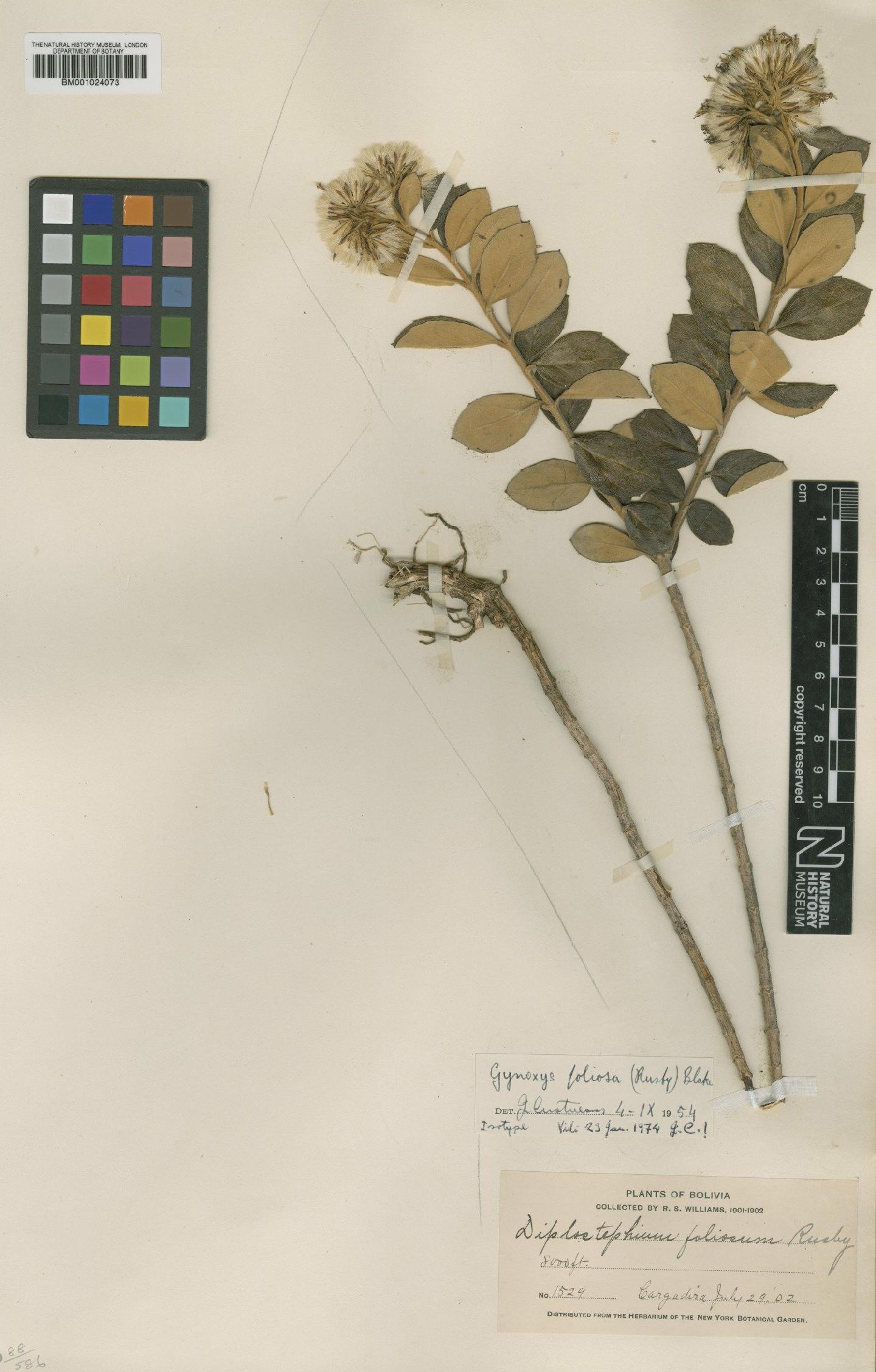 To NHMUK collection (Gynoxys foliosa (Rusby) S.F.Blake; Type; NHMUK:ecatalogue:622508)