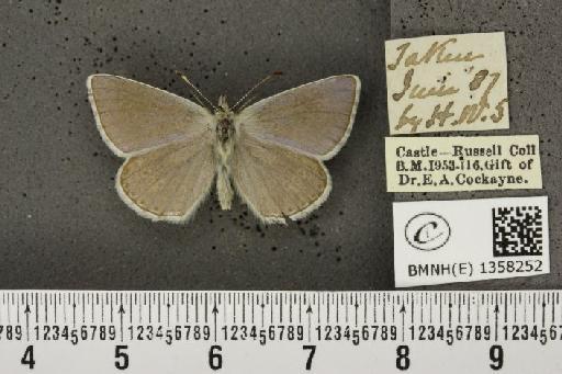 Lysandra bellargus ab. pallida Austin, 1890 - BMNHE_1358252_181276