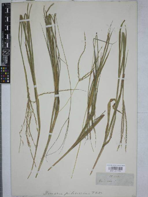 Dimeria gracilis Nees ex Steud. - 012551024
