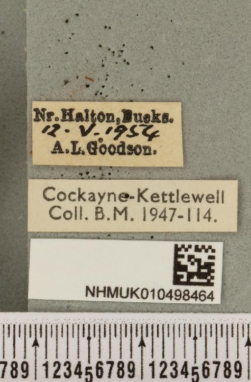 Colocasia coryli ab. melanotica Haverkampf, 1906 - NHMUK_010498464_label_556317