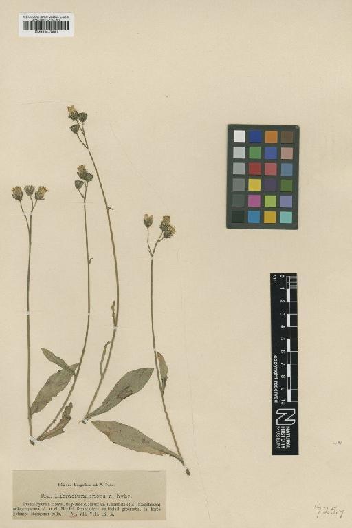 Hieracium montanum subsp. inops Nägeli & Peter - BM001047881