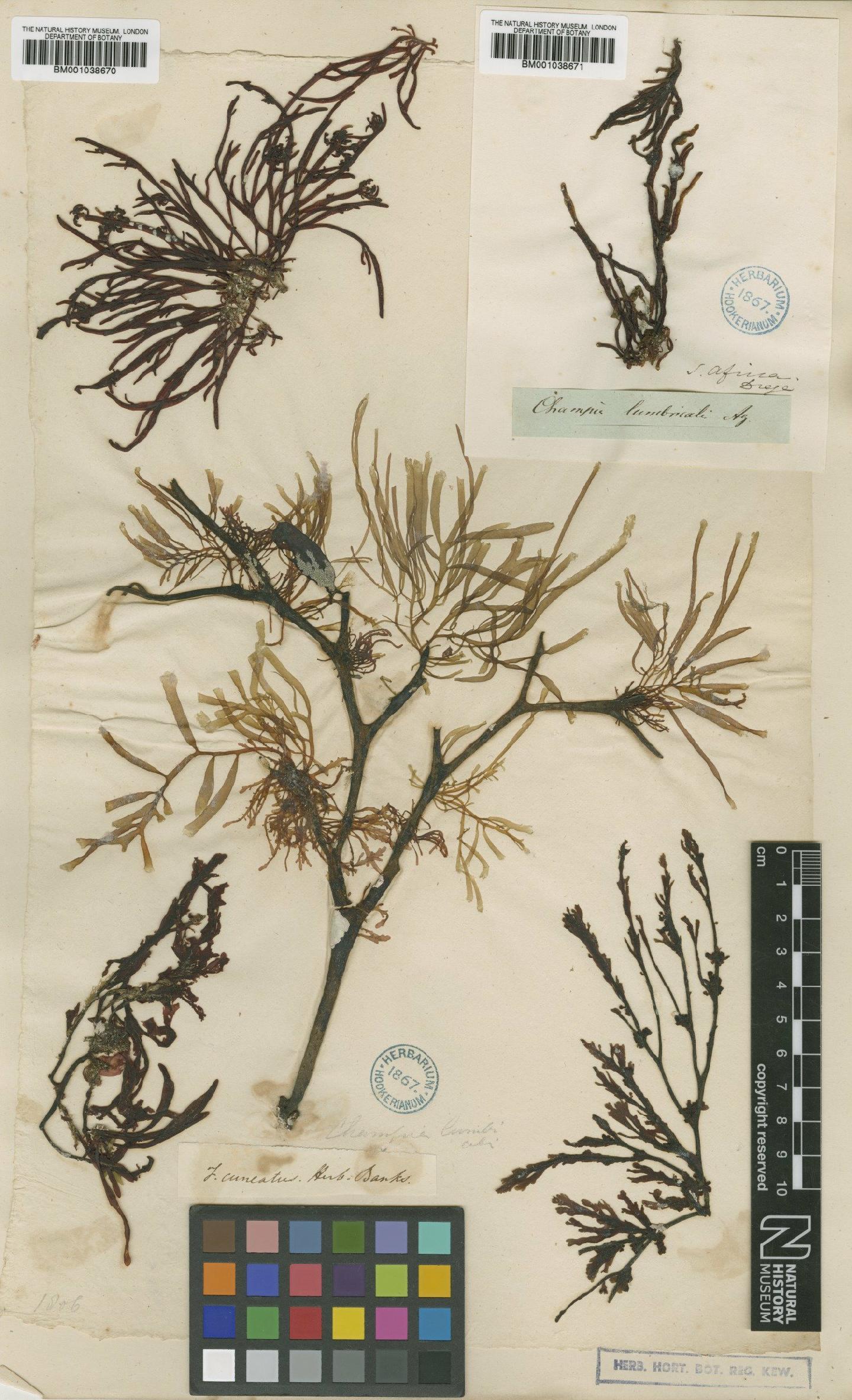 To NHMUK collection (Champia lumbricalis (L.) Desv.; TYPE; NHMUK:ecatalogue:631563)