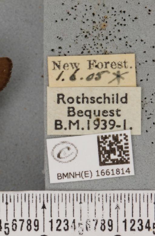 Atolmis rubricollis (Linnaeus, 1758) - BMNHE_1661814_label_258519