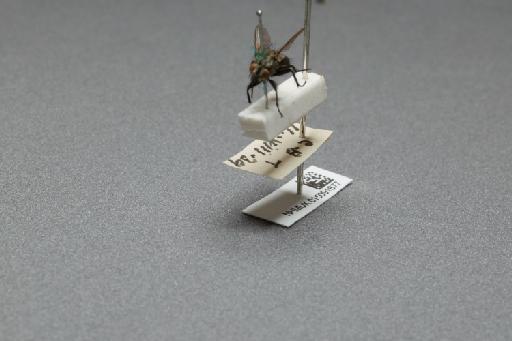 Sarcophaga (Myorhina) nigriventris Meigen, 1826 - 015091677_additional_3