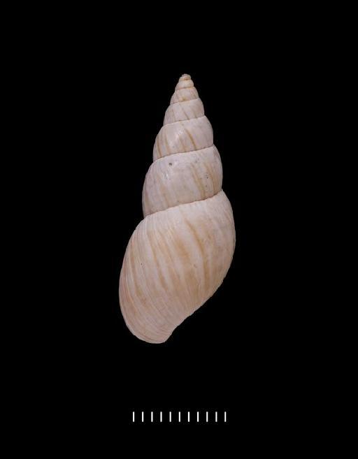 Bulimus andoicus Morelet, 1863 - 1893.3.4.171-172, LECTOTYPE & PARALECTOTYPE, Bulimus andoicus Morelet, 1863