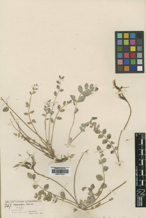 Astragalus holdichianus Aitch. & Baker - BM000796042