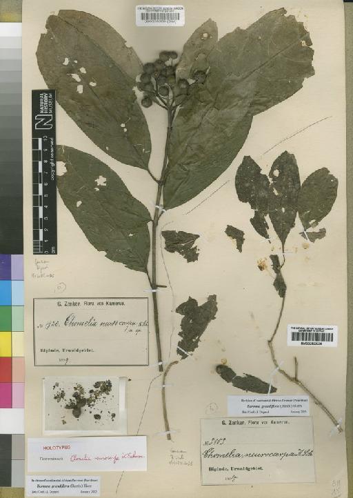 Tarenna grandiflora (Benth.) Hiern - BM000903036