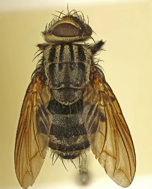 Irengia lativentris (Curran, 1934) - Irengia lativentris HT dorsal