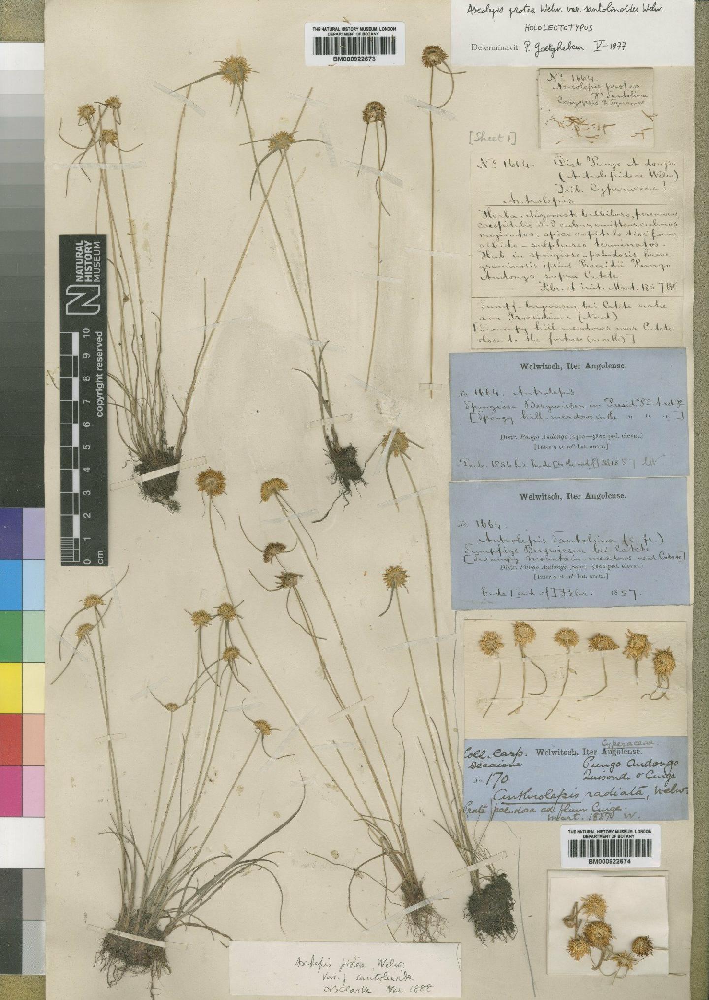 To the Natural History Museum, London (Ascolepis protea var. bellidiflora Welw. BM000922674 type 1)