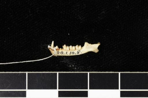 Rhinolophus euryotis timidus K. Andersen, 1905 - 1860_1_10_5-Rhinolophus_euryotis_timidus-Holotype-Skull-mandibles-lateral