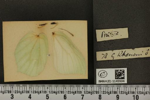 Gonepteryx rhamni (Linnaeus, 1758) - BMNHE_1145994_100193