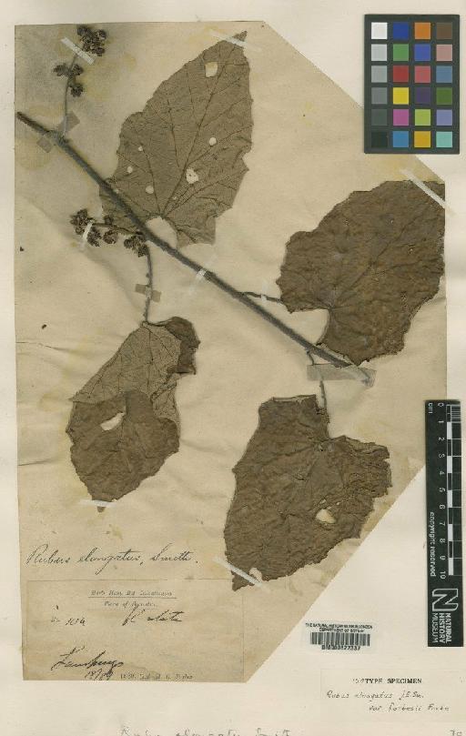 Rubus elongatus Sm. - BM000622337