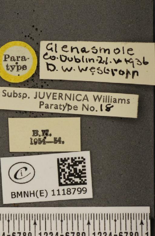 Leptidea sinapis juvernica Williams, 1946 - BMNHE_1118799_label_74004