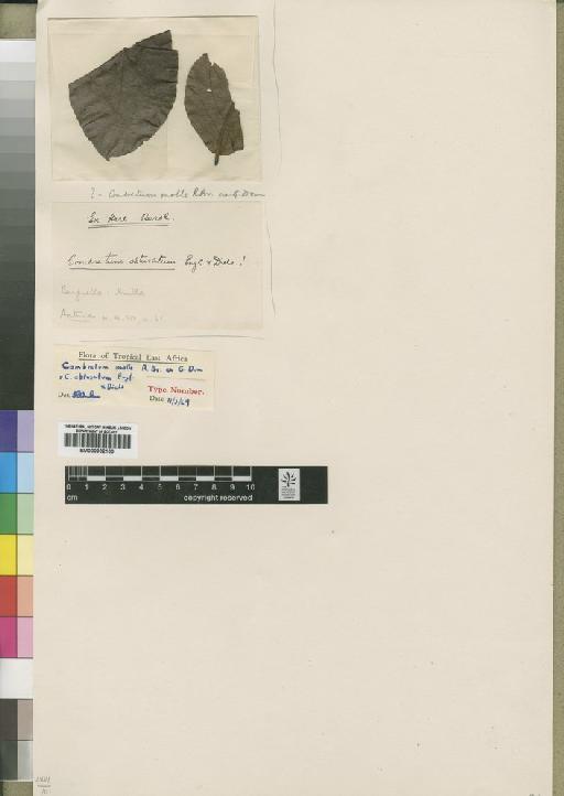Combretum molle R.Br. ex G.Don - BM000902100