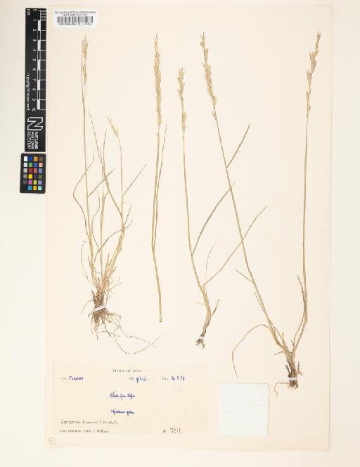 Elymus thomsonii (Hook.f.) Melderis - 000064673