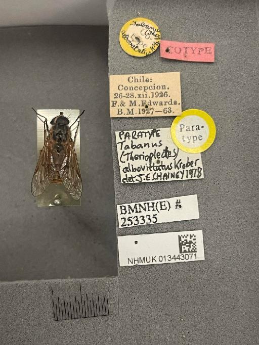 Dasybasis (Agelanius) scutulata albovittatus (Kroeber, 1930) - NHMUK013443071_Tabanus_albovittatus_PT_LABELS.jpeg