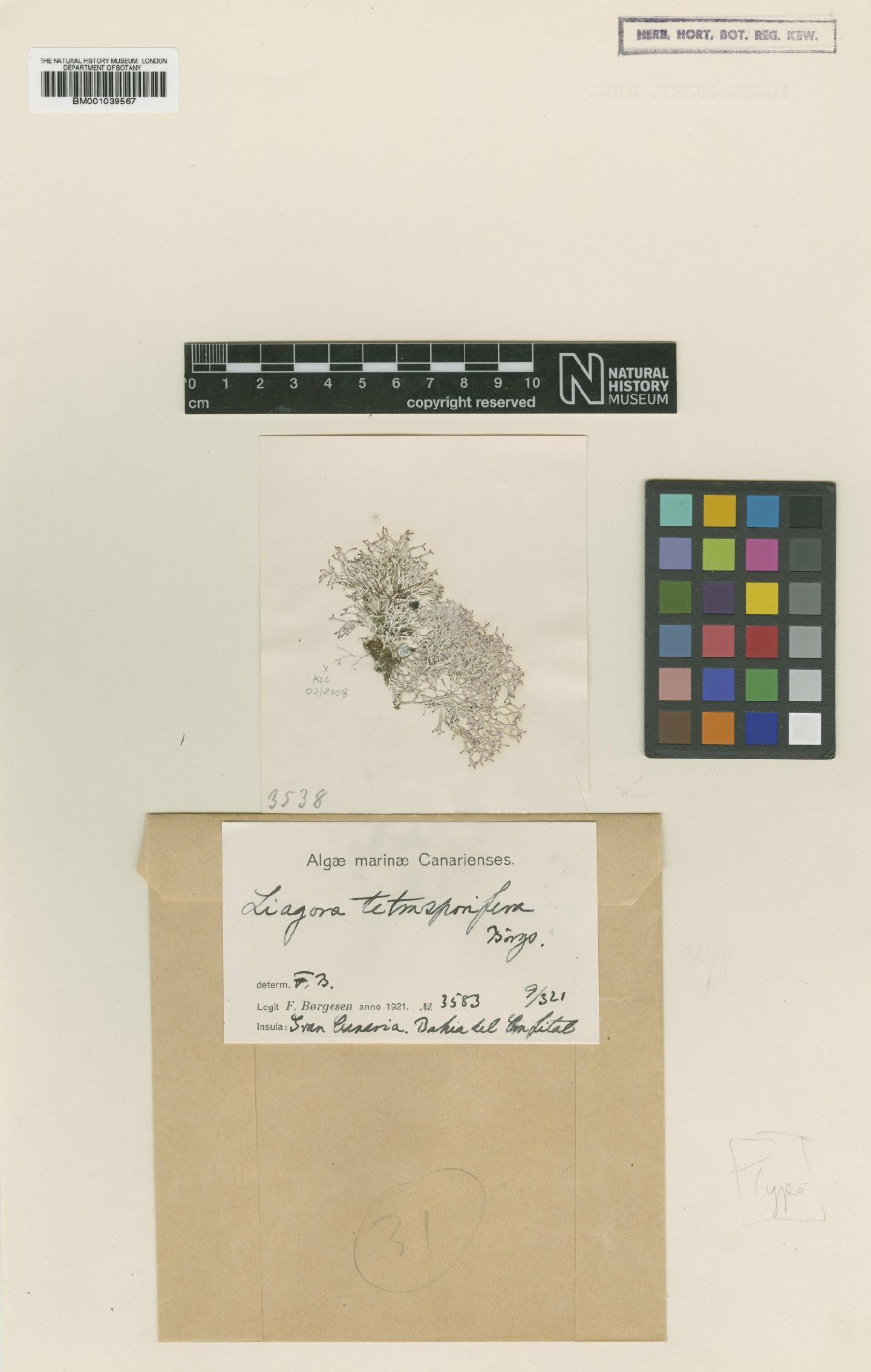 To NHMUK collection (Liagora tetrasporifera Børgesen; Type; NHMUK:ecatalogue:723494)