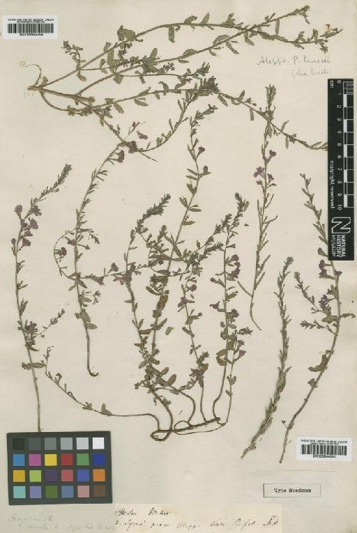 Lythrum junceum Banks & Sol. - BM000944592