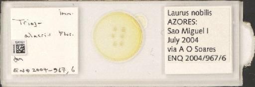 Trioza alacris Flor, 1861 - BMNHE_1247427_1642