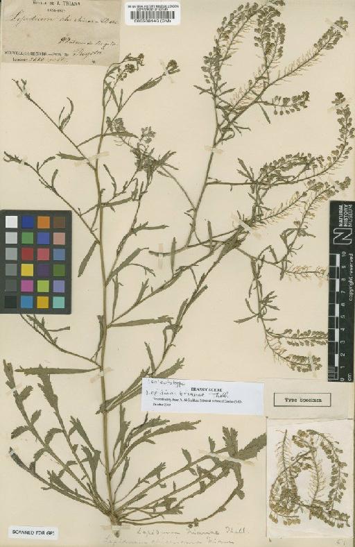 Lepidium trianae Thell. - BM000588146