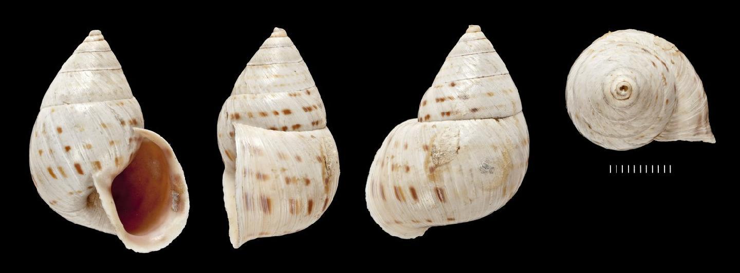 To NHMUK collection (Bulimulus atahualpa Dohrn, 1863; SYNTYPE; NHMUK:ecatalogue:3506975)