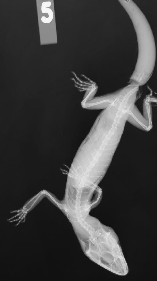 Coleonyx elegans Gray, 1845 - 5_1937 7 13 5_2400ppp129.jpg