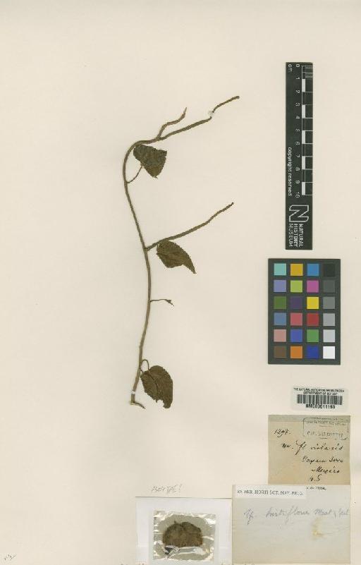 Odonella hirtiflora (M.Martens & Galeotti) Robertson - BM000611193
