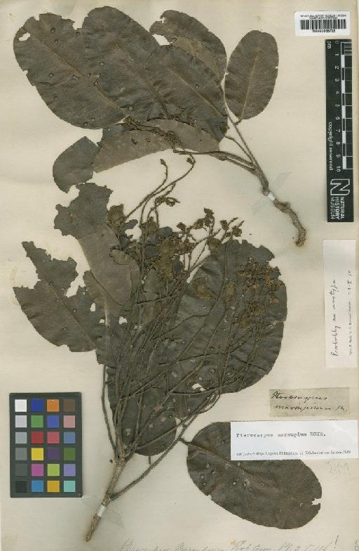 Pterocarpus marsupium Roxb. - BM000958728