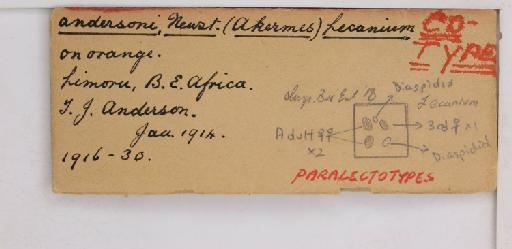 Cribrolecanium andersoni Newstead, 1917 - 010713937_additional(1)