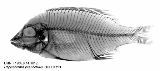 Haplochromis phenochilus Trewavas, 1935 - BMNH 1935.6.14.1012, Haplochromis phenochilus, HOLOTYPE, Radiograph