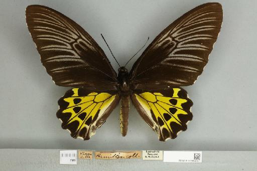 Troides helena cerberus Rothschild, 1895 - 013606471__599291