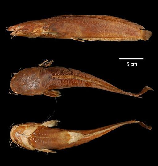 Clarias platycephalus Boulenger, 1902 - 1901.12.21.43; Clarias platycephalus; type; ACSI Project image