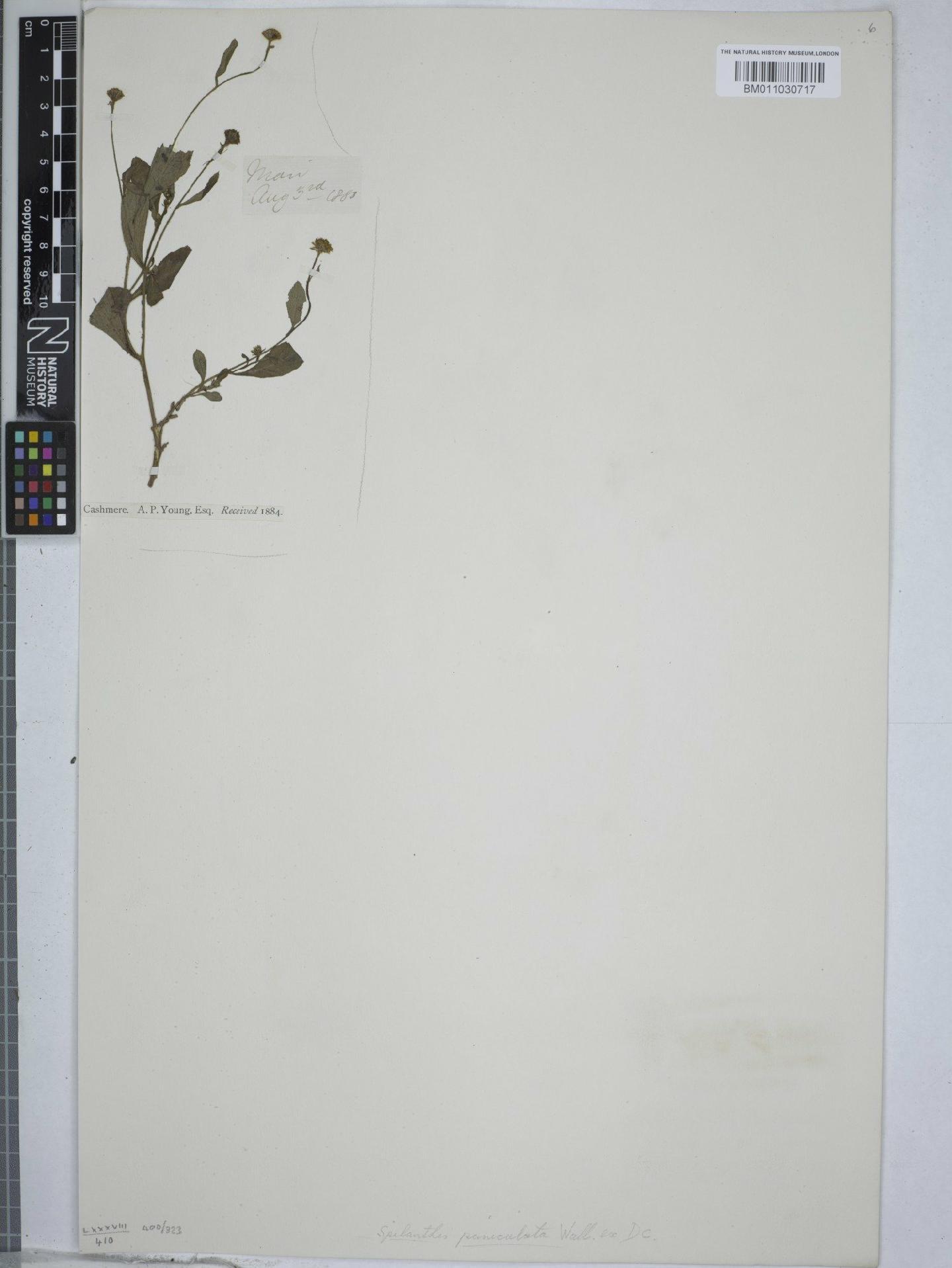 To NHMUK collection (Acmella paniculata Wall. ex DC.; NHMUK:ecatalogue:9154411)