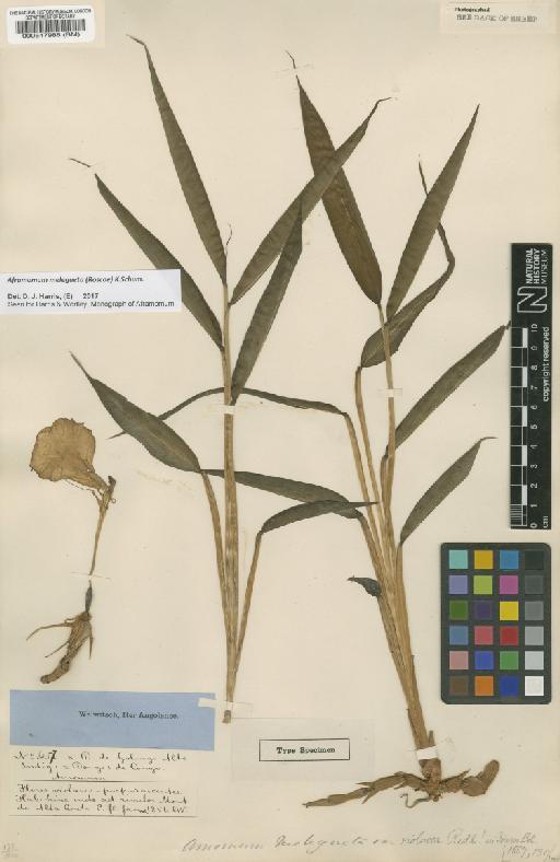 Aframomum melegueta (Roscoe) K.Schum. - BM000547986